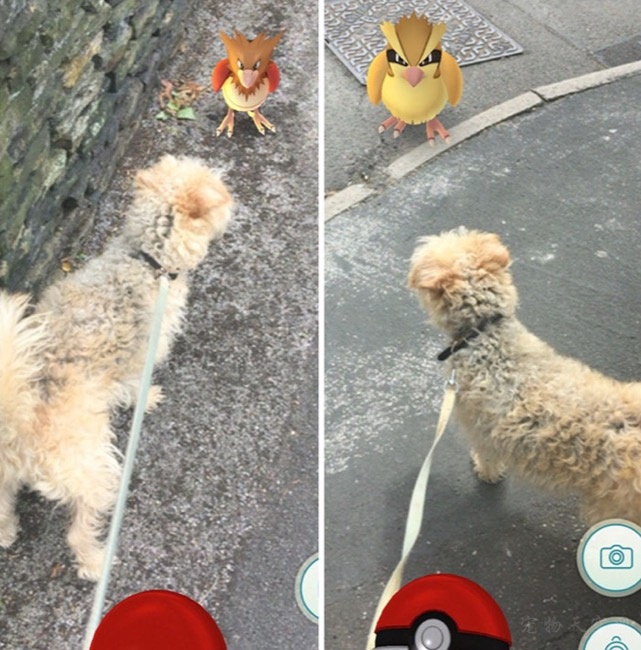 救助站利用Pokémon Go 让很多人主动去帮忙遛狗