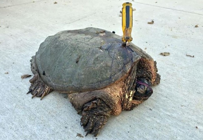 turtle-stabbed-screwdriver-tuttle-2.jpg