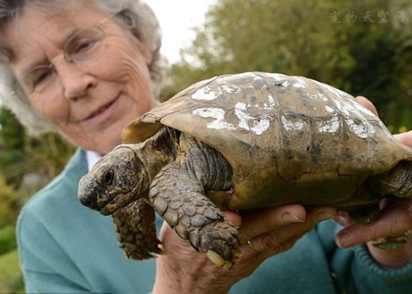 英国一只109岁的乌龟从家里跑丢