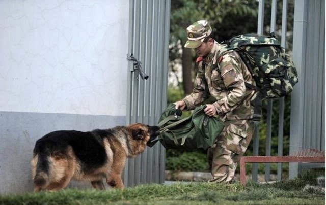 让你落泪的照片：警犬与退伍老兵