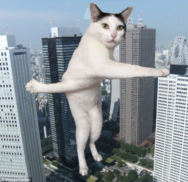 日本一只猫咪腿部交叉照爆红网络