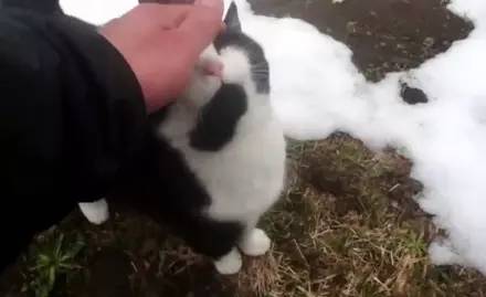 网友在登山中迷路了，遇到一只神奇猫咪