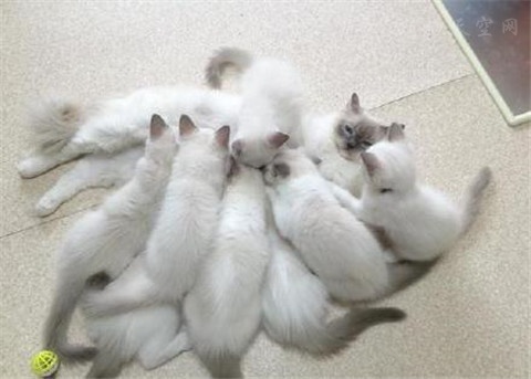 猫妈妈一口气生了16只小猫
