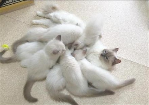 猫妈妈一口气生了16只小猫