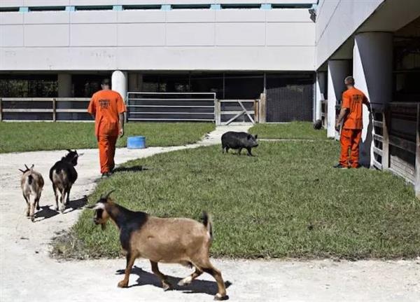 监狱农场里面养了150只动物