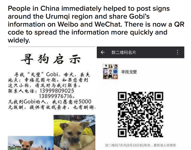 美媒报道中国民间组织寻找狗狗戈壁的故事
