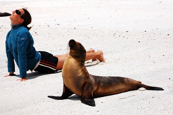 分享动物做瑜伽的35张可爱照片