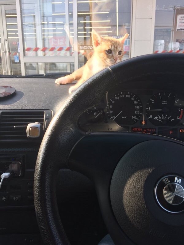 猫咪似乎特别喜欢车上的这个位置