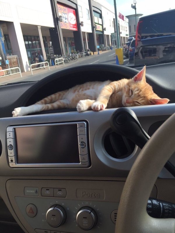 猫咪似乎特别喜欢车上的这个位置