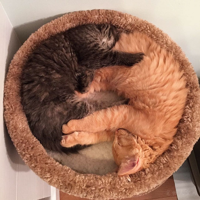相互依偎在一起的两只猫基友