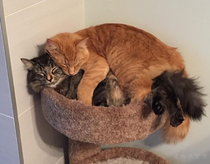 相互依偎在一起的两只猫基友