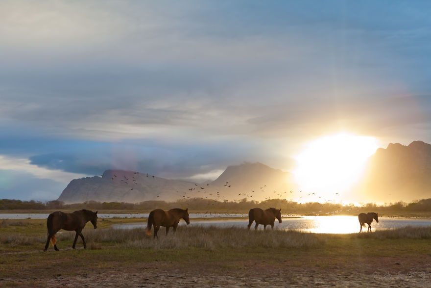 在南非野外生活的野马