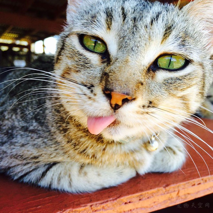 在夏威夷有一个“流浪猫咪”的天堂