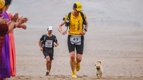 流浪狗陪英国男子在中国跑完了马拉松比赛