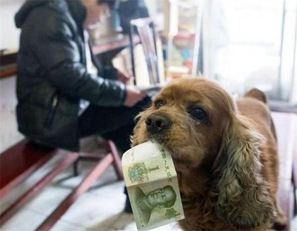狗狗每天找主人要零钱买吃的
