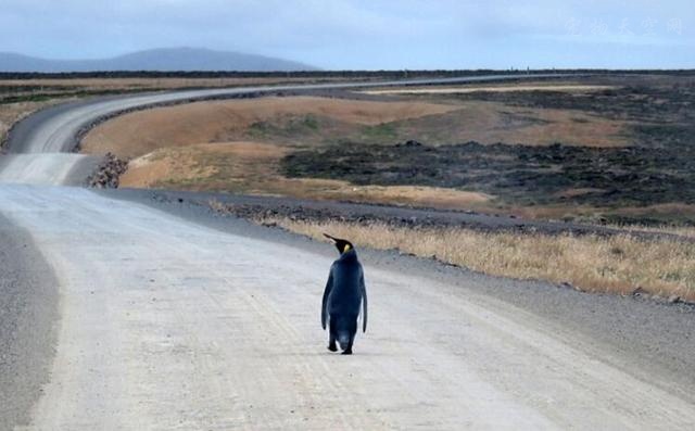 公路上遇到一只迷路的帝企鹅