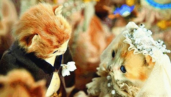 用猫咪尸体做成华丽婚礼