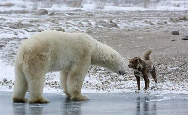 带着狗去冰冻的河面钓鱼，没想到一头北极熊却突然窜了出来