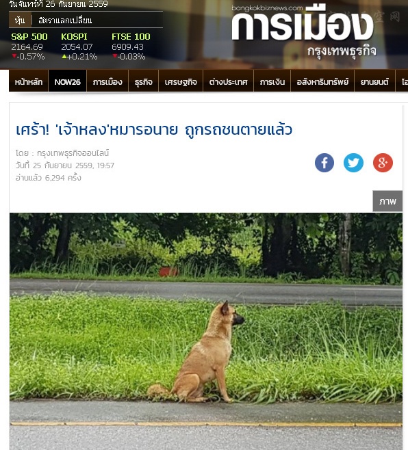 泰国版忠犬八公路边等候主人半年 不幸被车撞死