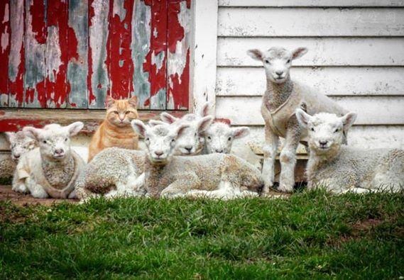 猫咪认为自己是羊而且是羊群的老大