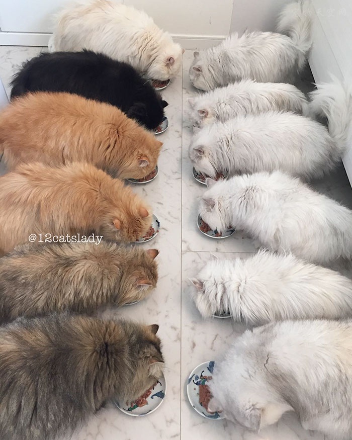 在家中养了12只可爱的猫咪