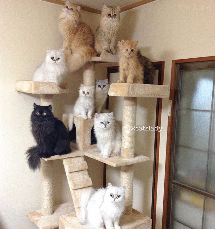 在家中养了12只可爱的猫咪