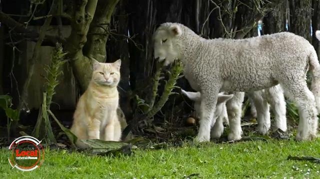 猫咪认为自己是羊而且是羊群的老大