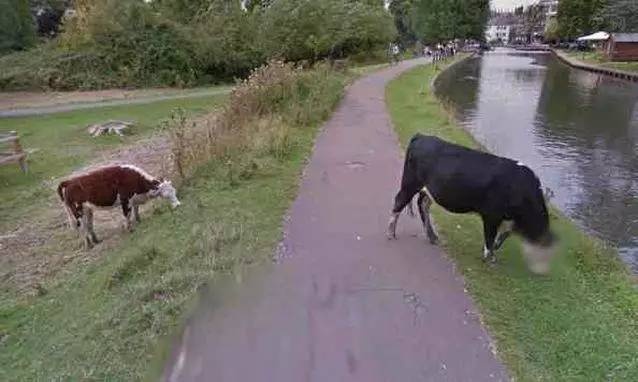 谷歌街景地图给一头牛打马赛克