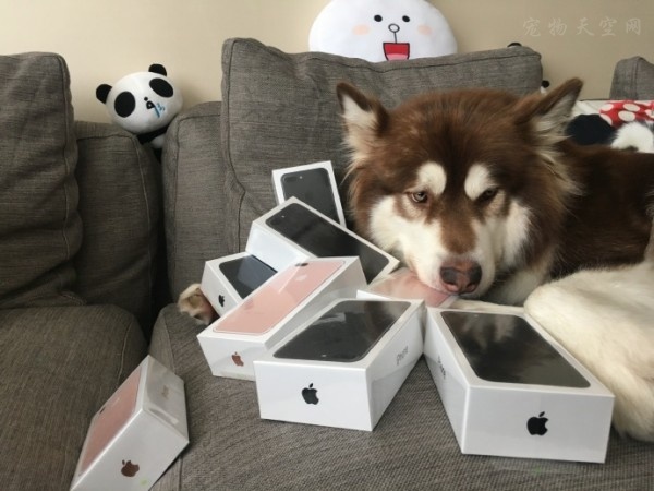 王思聪为爱犬买8台iPhone 7