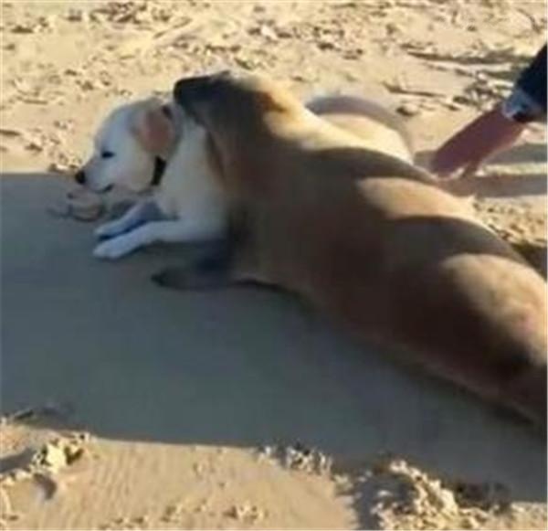 遛狗时发现了一只海豹