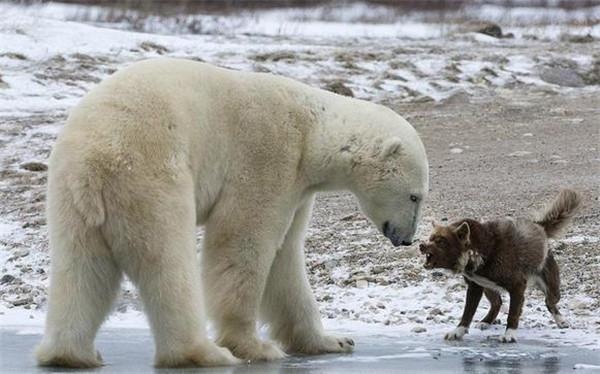 带着狗去冰冻的河面钓鱼，没想到一头北极熊却突然窜了出来