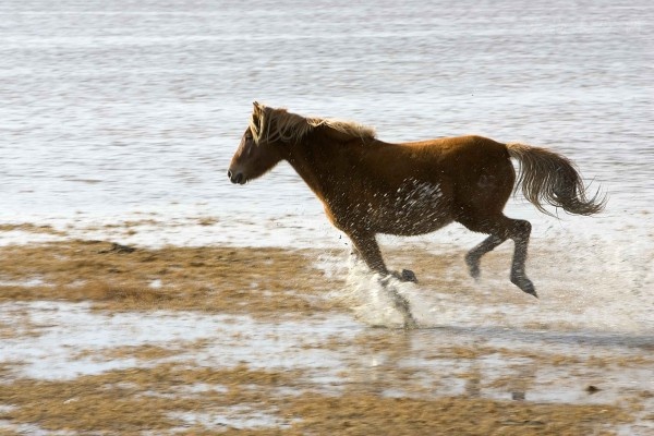美国政府建议对45000匹野马实施安乐