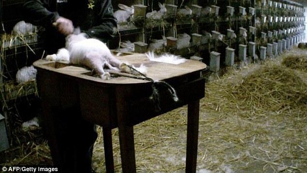 法国的农场残忍虐待安哥拉兔