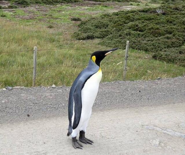 夫妻在公路上遇到一只迷路的企鹅