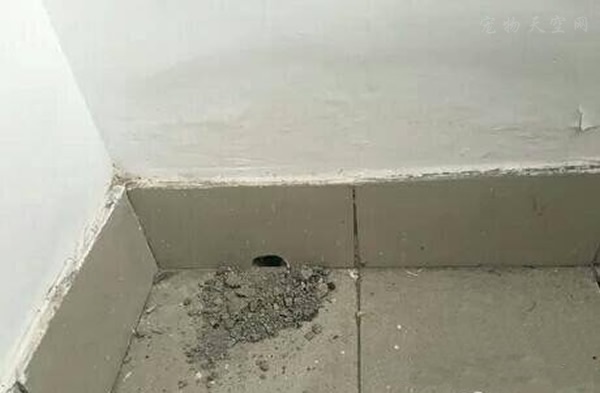 仓鼠在网友家的水泥墙上挖了个洞