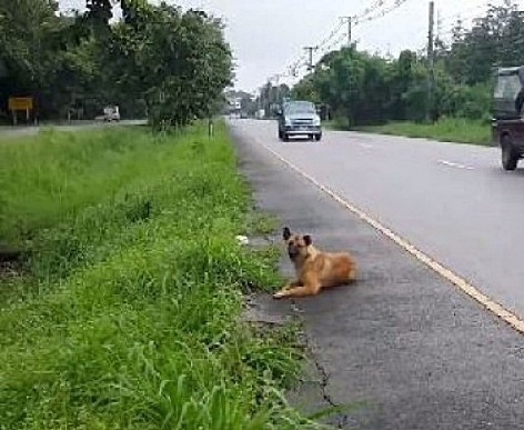 泰国版忠犬八公路边等候主人半年 不幸被车撞死