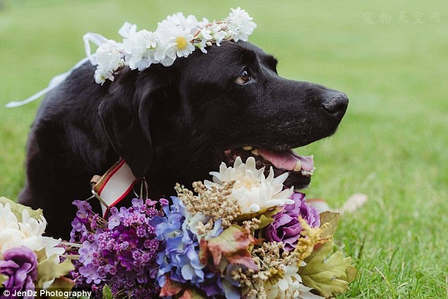 美国一名女兽医决定让罹患脑瘤的宠物 陪她走进婚礼