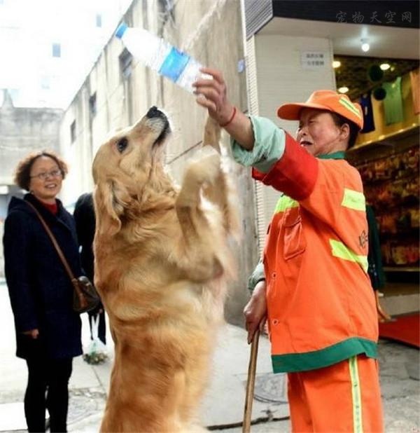 金毛每天和扫地阿姨一起捡废品