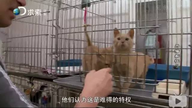 监狱养猫计划让囚犯全变猫奴