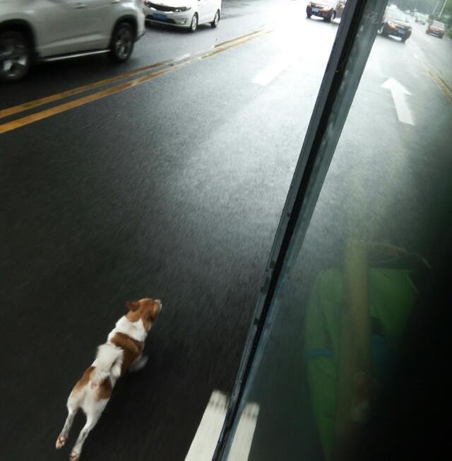狗狗追着主人的公交车跑了半个小时