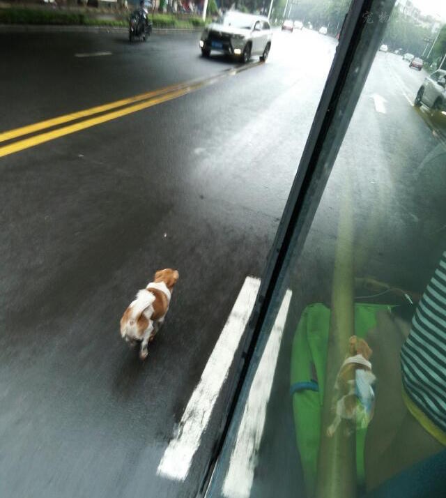 狗狗追着主人的公交车跑了半个小时