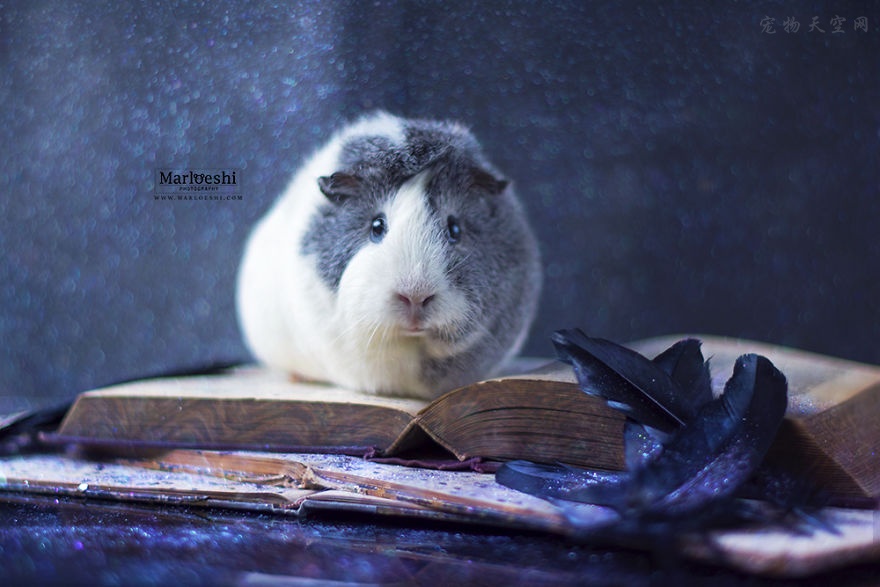 这只美美的荷兰鼠叫Mieps