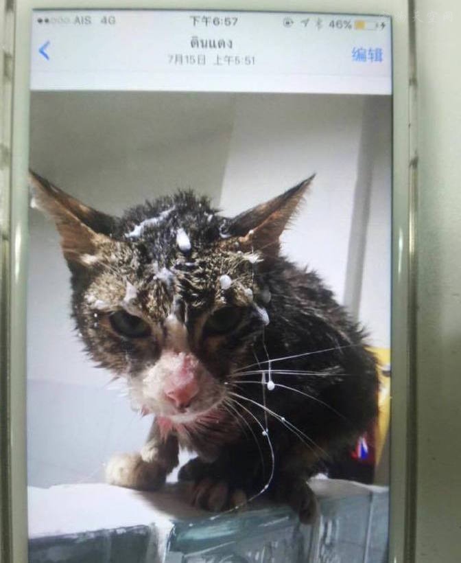 曼谷警方抓捕了一名虐待猫的中国人