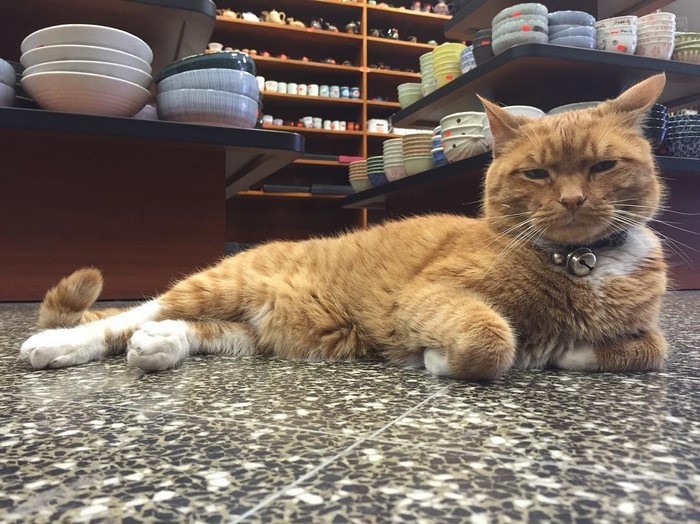 这只黄色的猫咪在商店里工作了9年