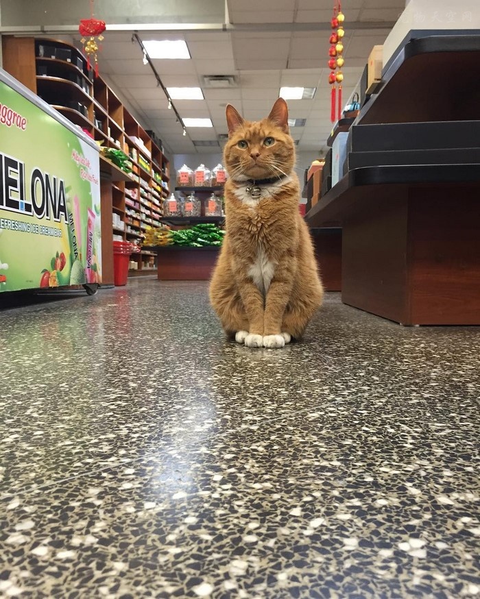 这只黄色的猫咪在商店里工作了9年