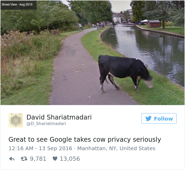 谷歌街景地图给一头牛打马赛克