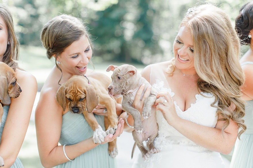 新娘在婚礼上用小狗代替花球