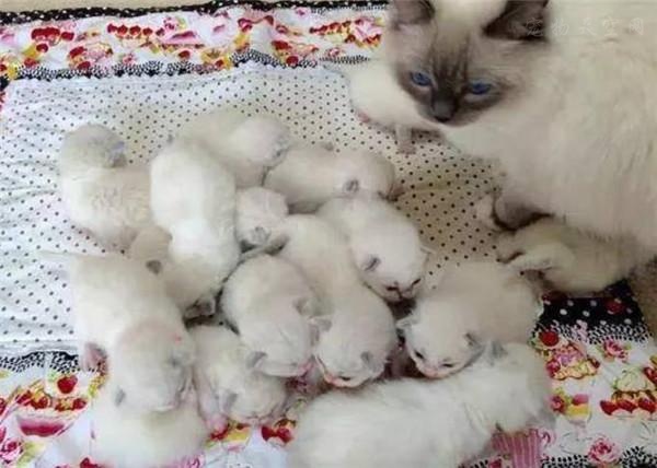 猫妈一口气怒生16只宝宝