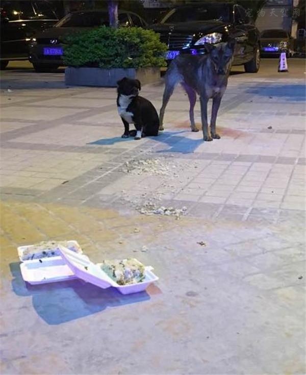 女孩为在路上遇到两只流浪狗买吃的 结果让她很失望
