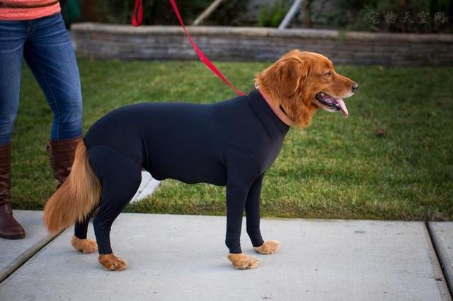 狗狗专用紧身衣在国外流行